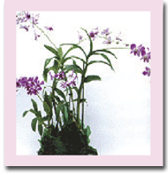 Hawaiian orchid plants